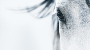 DGB Equine Law Perspective Background